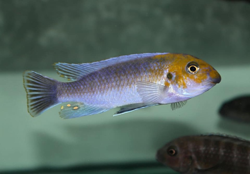 Labeotropheus trewavasae 'Lion's Cove'